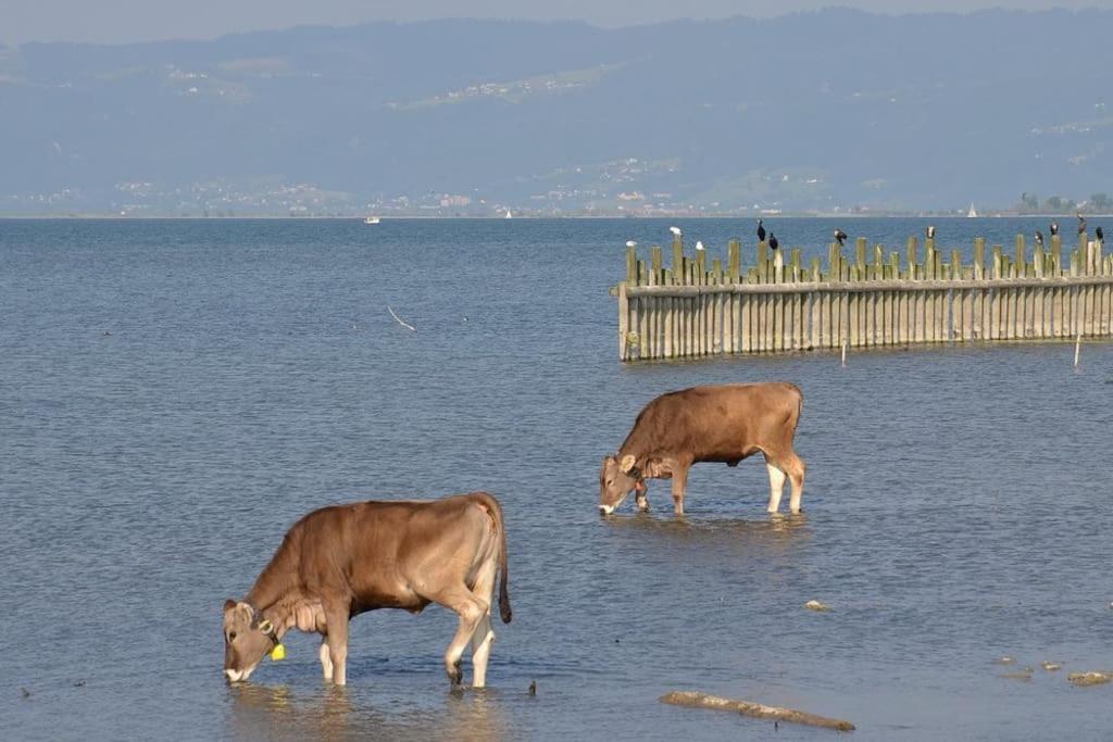 Bodensee Apartments, Sauna, Lake Walks, Free Parking, Self Checkin, Nature Reserve, Restaurants Nearby Gaissau  Exteriör bild